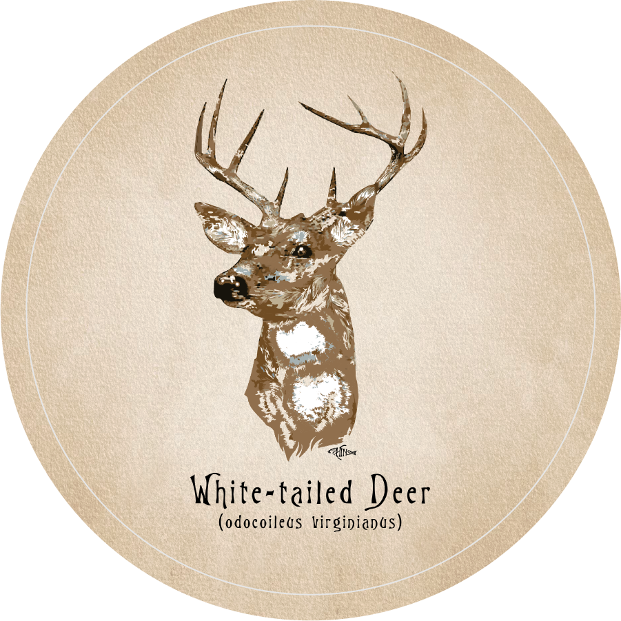 White-Tailed Deer, Sandstone Car Coaster